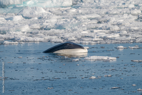 svalbard north pole bow whale near the ice pack photo