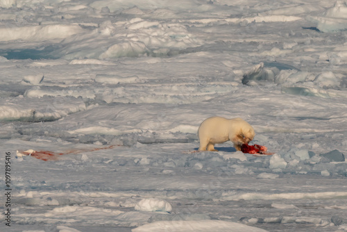 svalbard north pole polar bear feeding on the ice pack photo