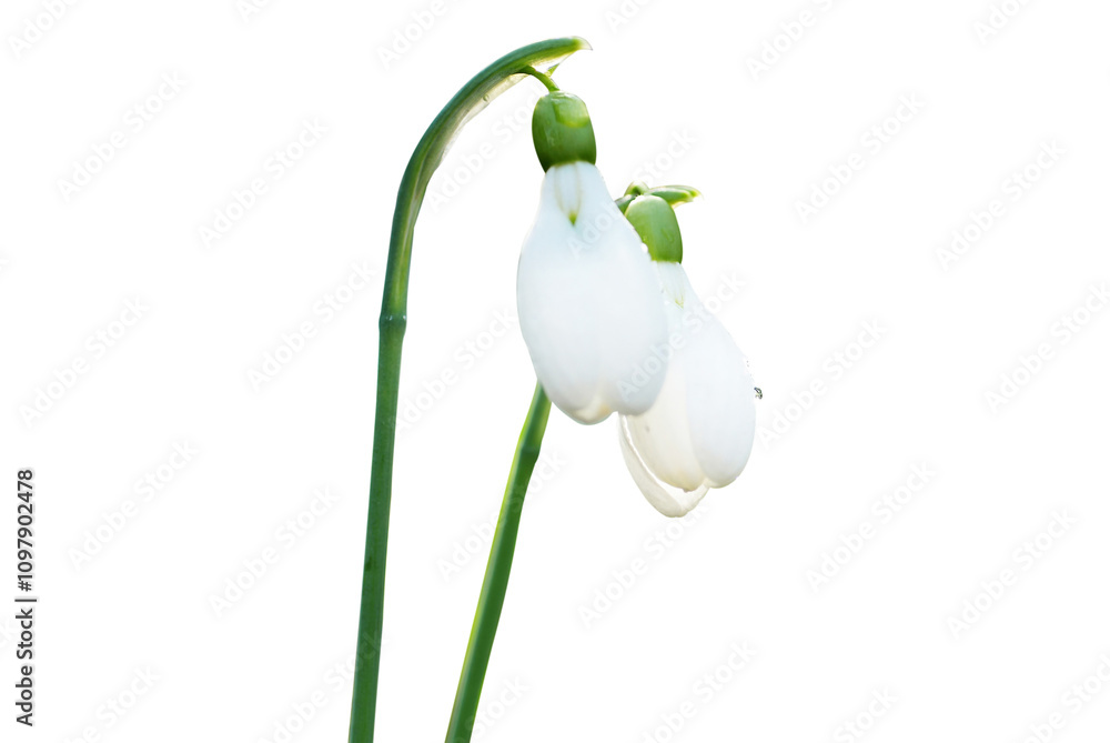 Obraz premium Spring snowdrops white flower in PNG isolated on transparent background