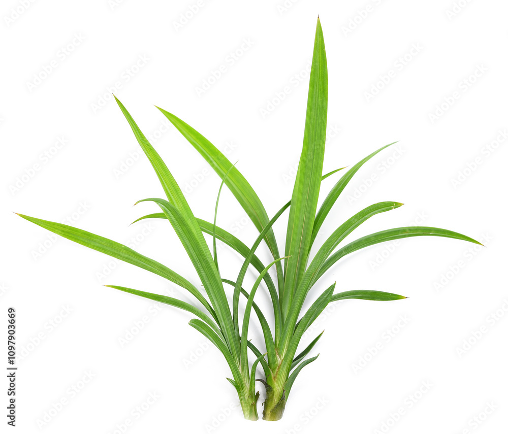 Obraz premium Fresh Pandan leaves on transparen png.