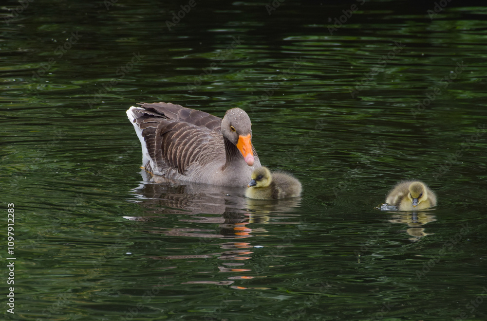 Newborn greylag goslings swim with their mother in a park lake. Newborn greylag goslings swim with their mother in a park lake.
