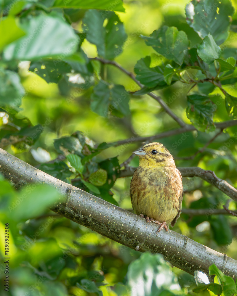 Fototapeta premium Trznadel zwyczajny Emberiza citrinella