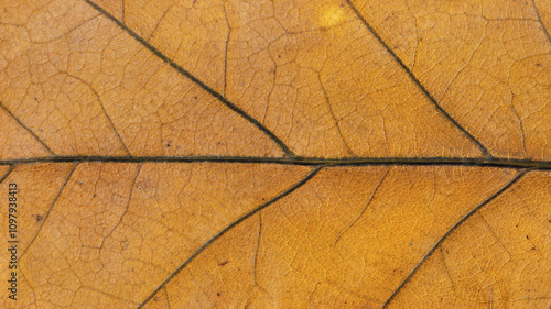 Close-up view of an oak leaf displaying intricate orange textures under natural light during autumn