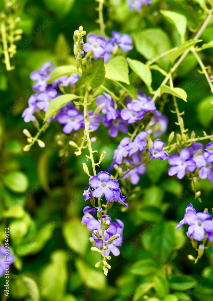 Beautiful golden dewdrop or sinyo nakal small purple flowers isolated on vertical green leaves background. Beautiful golden dewdrop or sinyo nakal small purple flowers isolated on vertical green leaves background.