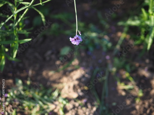 flower, nature, butterfly, plant, insect, garden, summer, spring, flowers, macro, leaf, grass, blue, fly, purple, animal, spider, wings, tree, meadow, flora photo