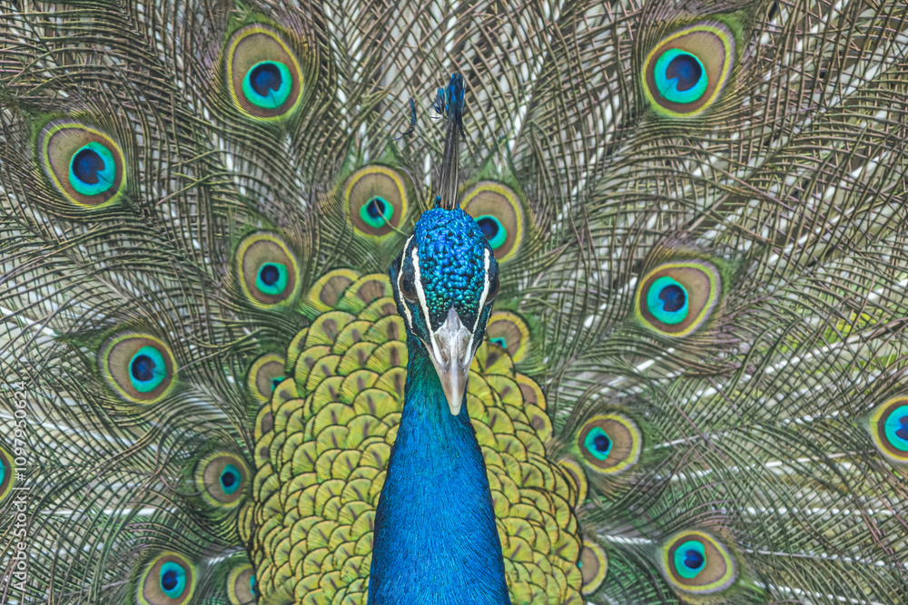 Obraz premium Peacock with feathers