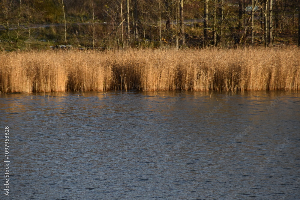 Gold colored reeds are growing at the seaside in sunny autumn day. There is a forest behind the reeds. Gold colored reeds are growing at the seaside in sunny autumn day. There is a forest behind the reeds.