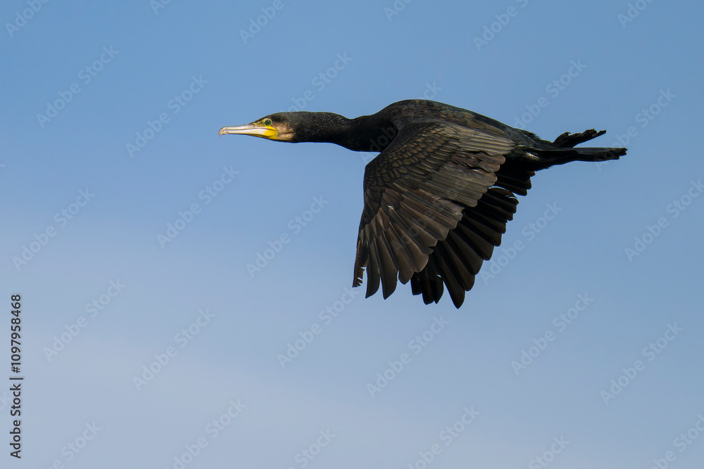 Fototapeta premium Kormoran im Flug im Herbst in Schweden