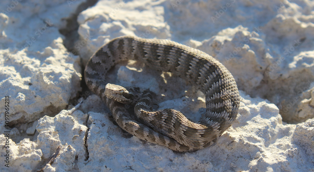 Desert snake Gloydius Intermedius on white chalky ground showing natural camouflage pattern and scales in natural habitat Desert snake Gloydius Intermedius on white chalky ground showing natural camouflage pattern and scales in natural habitat