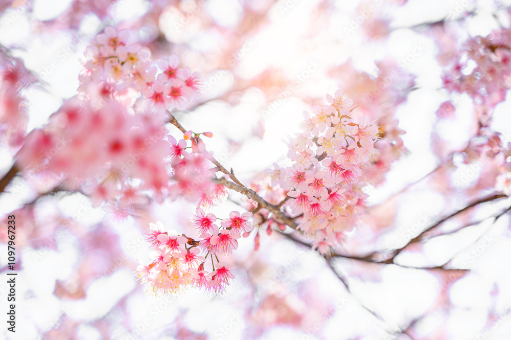 Close-up of vibrant pink cherry blossoms in full bloom against a bright white background. The delicate flowers create a serene and dreamy springtime atmosphere. Close-up of vibrant pink cherry blossoms in full bloom against a bright white background. The delicate flowers create a serene and dreamy springtime atmosphere.