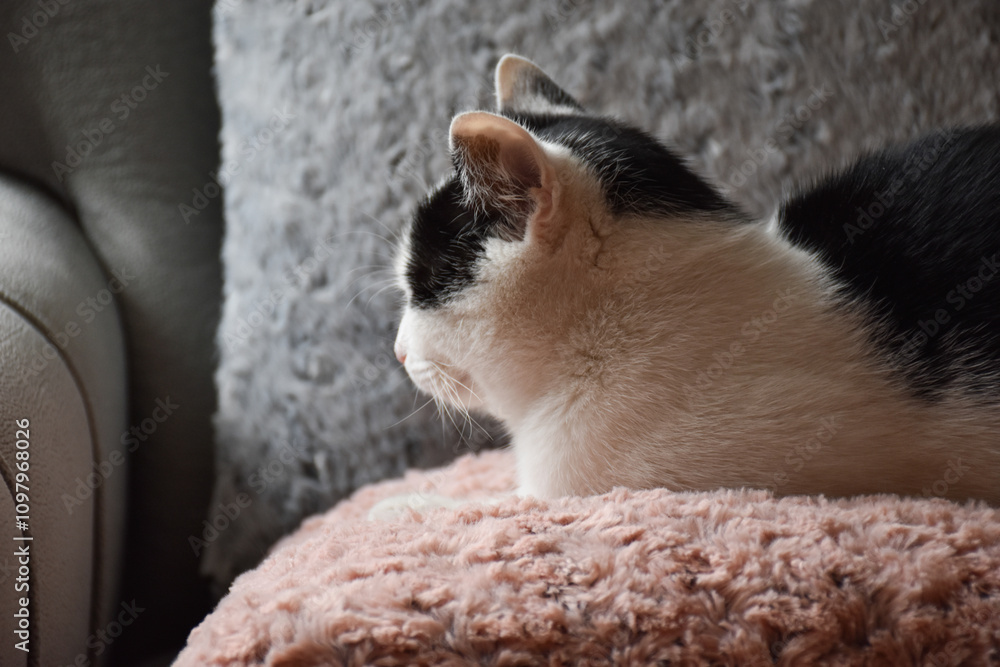 Obraz premium cat on a sofa