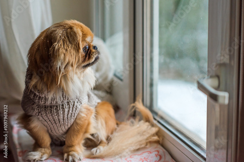 Best human friend. Pekingese Dog in grey sweater. Christmas time, winter day. photo