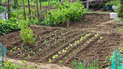 Young seedlings growing in vegetable garden rows