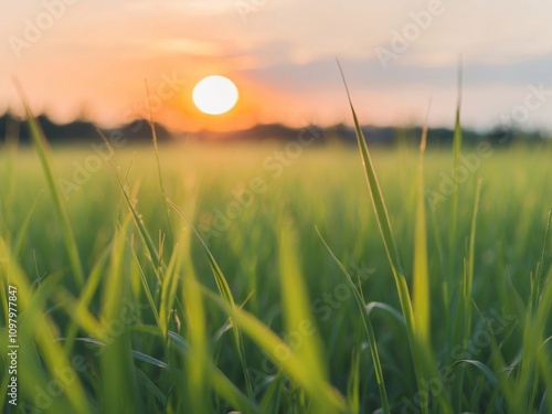 Golden sunlight illuminating grass at sunset in a tranquil field setting. photo