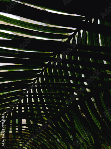 The photo of a close-up view of the underside of a palm leaf. The photograph captures the intricate pattern of the leaf's veins and the interplay of light and shadow. The dark green color of the leaf.