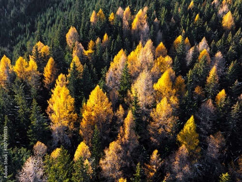 Aerial drone view of golden autumn trees in the mountains