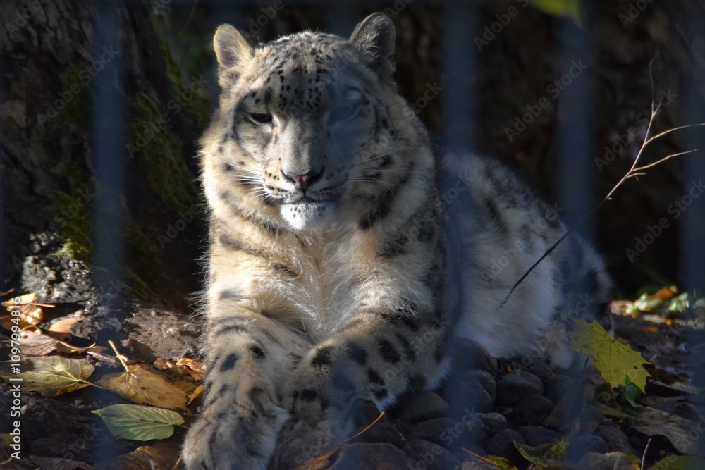 Obraz premium A snow leopard is lying down on the ground in a zoo in sunny autumn day. 