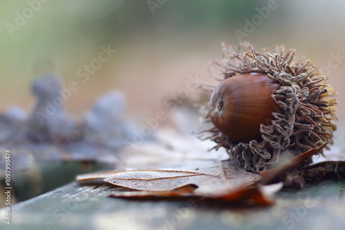 Sfumature di autunno; piccola ghianda, ancora dentro la propria cupolino, simbolo dell’autunno sopra una panchina con una foglia autunnale photo