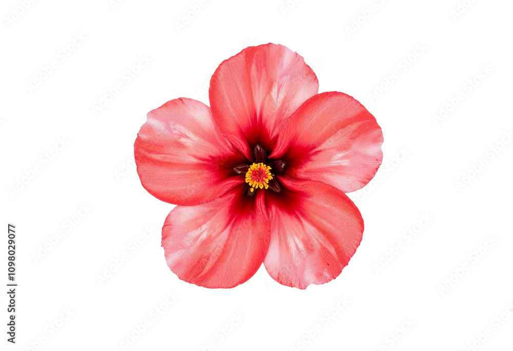 Naklejka premium pink rose isolated on white