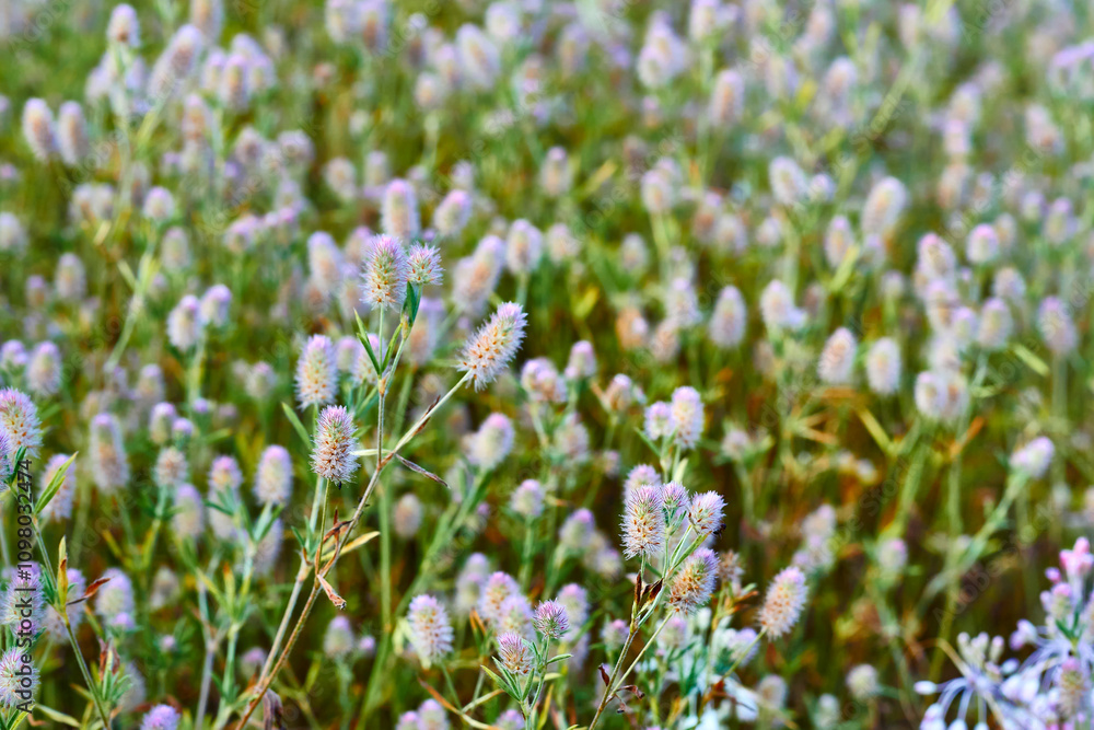 Obraz premium Flowering arable clover Trifolium arvense,agricultural field