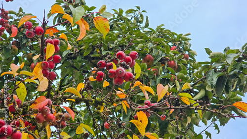 Crataegus crus-galli Cockspur-Hawthorn deep autumn in the park
Plants and bushes in late autumn in Westpark Munich. photo