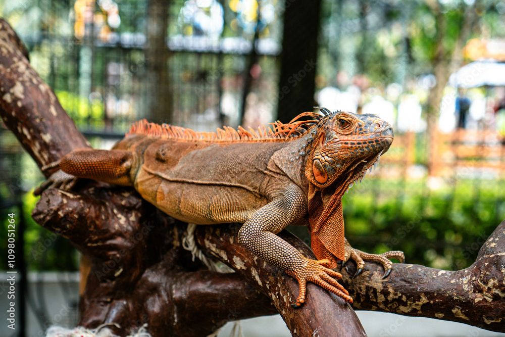 Fototapeta premium Guana is a genus of lizards that live in tropical Central America. Iguanas consist of only two species, namely Iguana iguana and Iguana delicatissima.