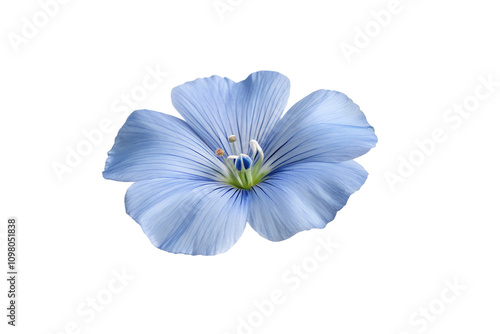 blue flower isolated on white background