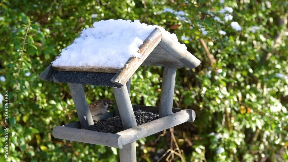 beautiful small garden feeding in winter time in bird feeder. Snowy winter day on garden. Wooden bird feeder in the form of a house on winter garden. Behavior of birds at feeder with seeds. beautiful small garden feeding in winter time in bird feeder. Snowy winter day on garden. Wooden bird feeder in the form of a house on winter garden. Behavior of birds at feeder with seeds.