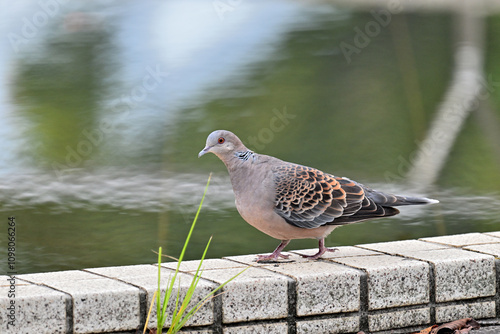 キジバト Oriental Turtle-Dove