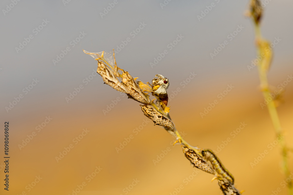 White Pioneer butterfly caterpillar and pupa (Belenois aurota)