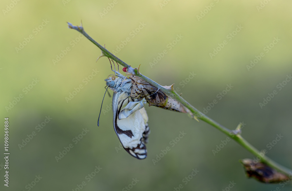The moment when the White Pioneer butterfly emerges from the pupa (Belenois aurota)