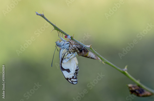 Obraz na płótnie The moment when the White Pioneer butterfly emerges from the pupa (Belenois aurota) w salonie