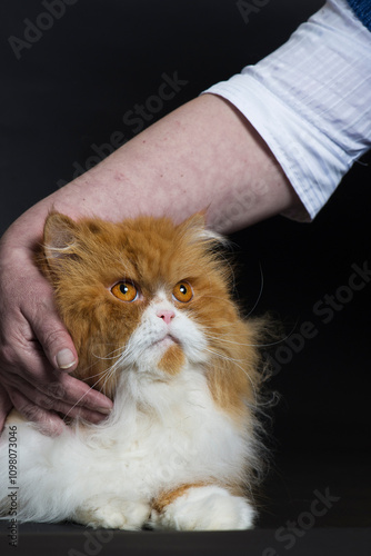 Perser Katze wird gestreichelt photo