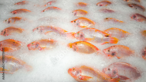 Red-skinned sea fish on ice at the fresh market photo