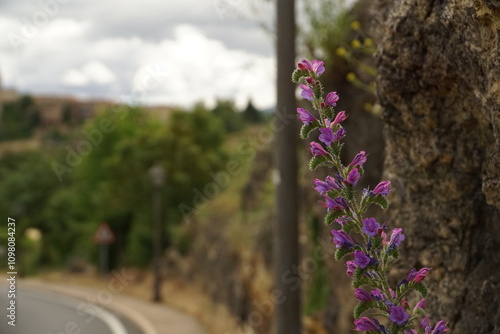 Spring time in Segovia with vibrant colorful flowers surrounded by hills