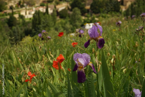 Spring time in Segovia with vibrant colorful flowers surrounded by hills