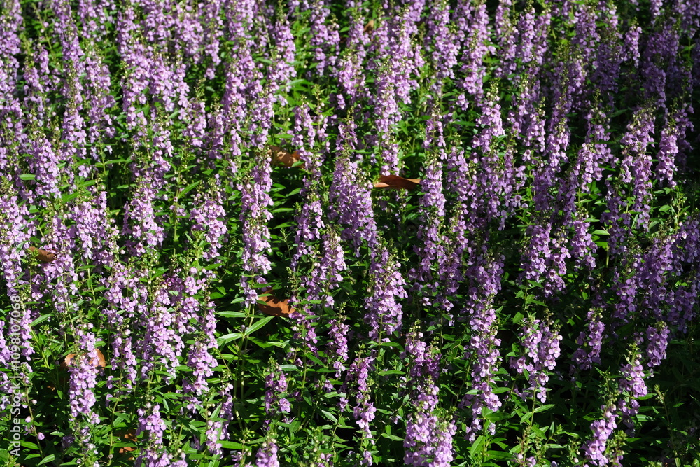 Fototapeta premium lavender field in region