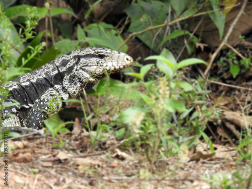 Close-up of a black and white tegu (teiú in Portuguese) hiding in the vegetation. It is a lizard found in South America.