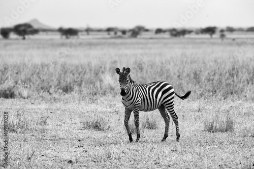 Graceful Zebra Roaming the Vast African Plains, wildlife safari