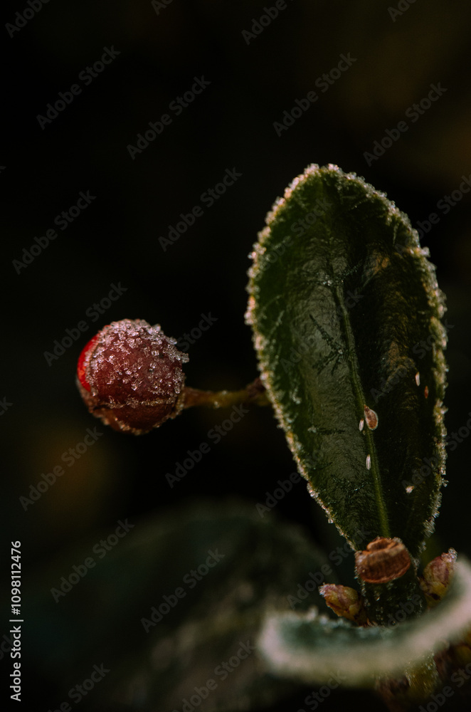 Fototapeta premium close up of a flower