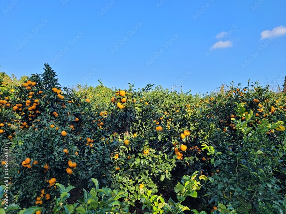 Obraz premium snowy tangerine tree, mandarin, tangerine, mandarin tree, tangerine tree, a tangerine orchard, fruit, Jeju tangerines, Korean tangerines