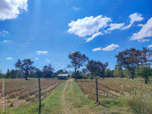 The hothouse with the dry rice field after harvest in sunny day. photo