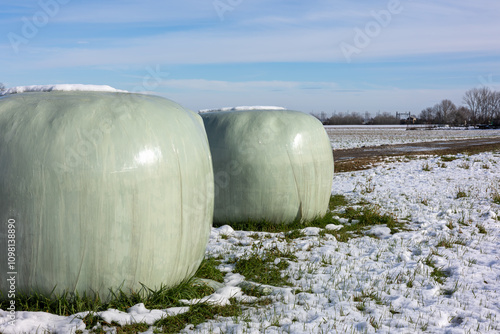 Snow-covered silage bales in winter farmland landscape