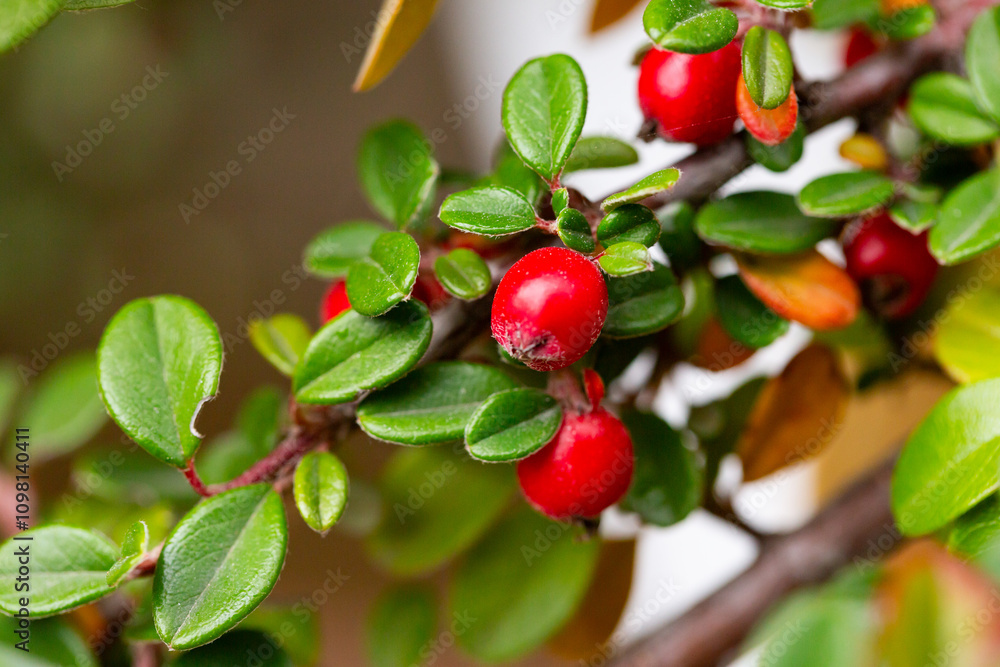 Obraz premium Cotoneaster horizontalis close up. Branches with red berries and green leaves.