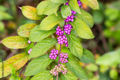 Beautiful Callicarpa bodinieri, or Bodinier's beautyberry, is a species of flowering plant in the genus Callicarpa of the family Lamiaceae. Close up. photo