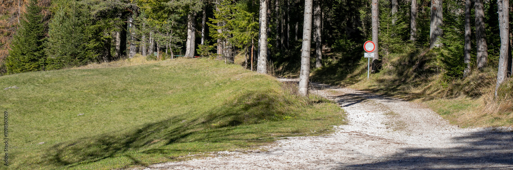 Obraz premium A serene forest path under bright sunlight showcases the beauty of nature, ideal for hiking enthusiasts and nature conservation themes