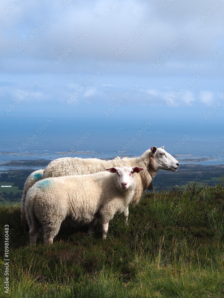 Obraz premium Sheep in the mountains