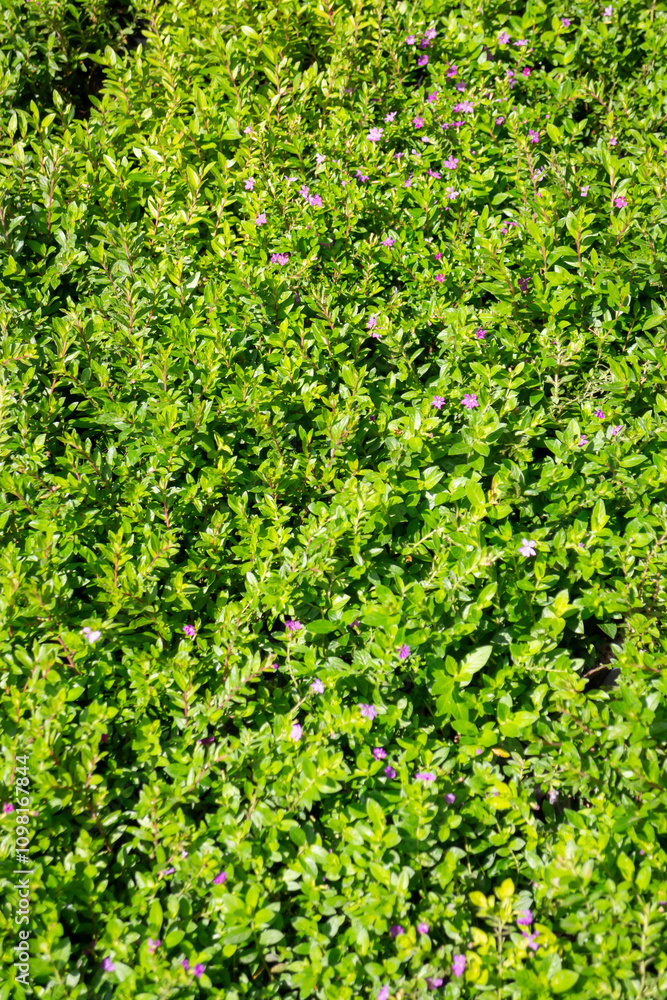 Obraz premium Tropical plants at flower market