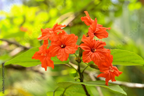 A vibrant close-up of Cordia sebestena flowers with blurred green leaves in the background, showcasing nature's beauty and energy photo