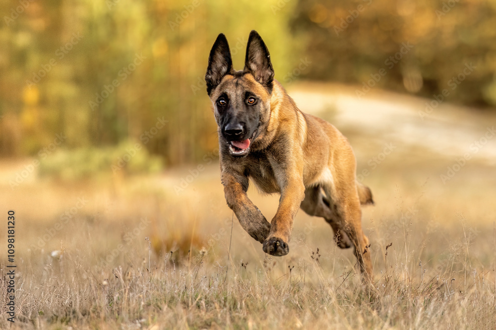 Beglian malinois dog in action: A malinois running a cross a meadow in autumn outdoors